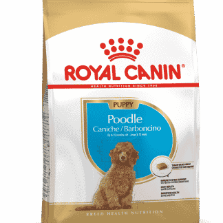 רויאל קנין מזון לכלב – גורים פודל